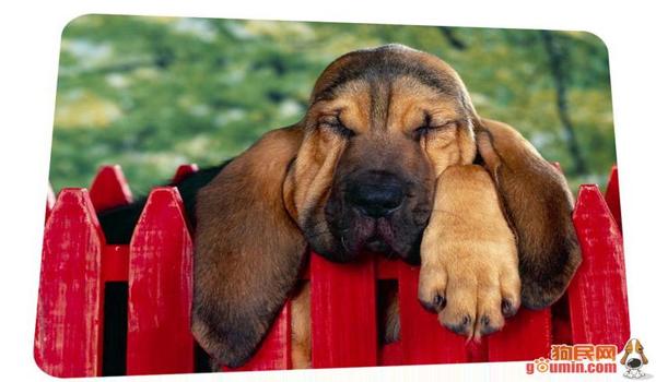 三角洲寻血猎犬辅助器使用方法(三角洲寻血猎犬辅助器使用视频教程) 三角洲寻血猎犬辅助器使用方法(三角洲寻血猎犬辅助器使用视频教程)